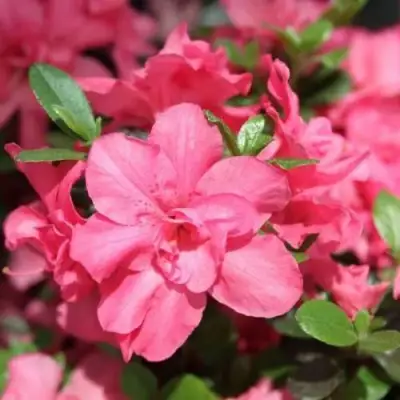 Азалия РОКОКО японская в Фаниполе