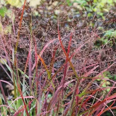 Просо РЕБРАУН прутьевидное в Фаниполе