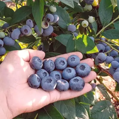 Голубика БОНУС в Фаниполе