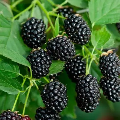 Ежевика ЛОХТЕЙ бесшипная в Фаниполе