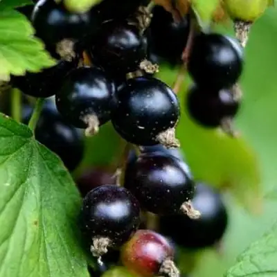 Смородина чёрная КАТЮША в Фаниполе