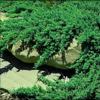 Можжевельник НАНА лежачий в Фаниполе