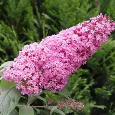 Буддлея давида ПИНК ДЕЛАЙТ в Фаниполе