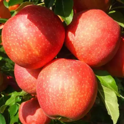 Яблоня ГАЛА ШНИГА в Фаниполе