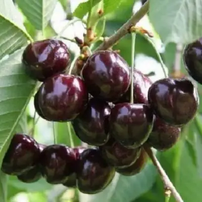 Черешня ЛЕНИНГРАДСКАЯ ЧЁРНАЯ в Фаниполе