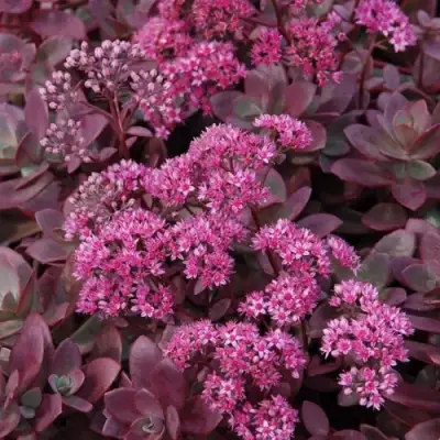 Очиток (седум) САНСПАРКЛЕР ФАЙЕРКРЕКЕР в Фаниполе