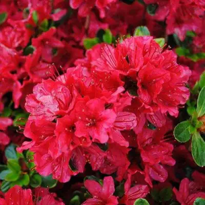 Азалия ХИНО КРИМСОН японская в Фаниполе