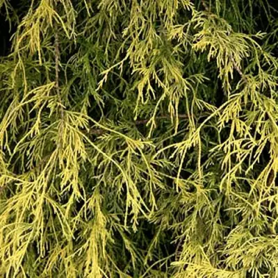 Кипарисовик ФИЛИФЕРА АУРЕА горохоплодный в Фаниполе