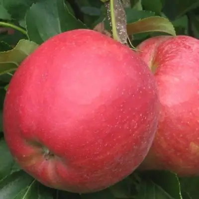 Яблоня РУБИН в Фаниполе