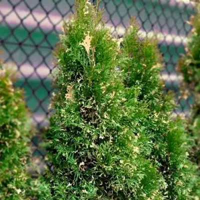 Туя СМАРАГД ВАРИЕГАТА западная в Фаниполе