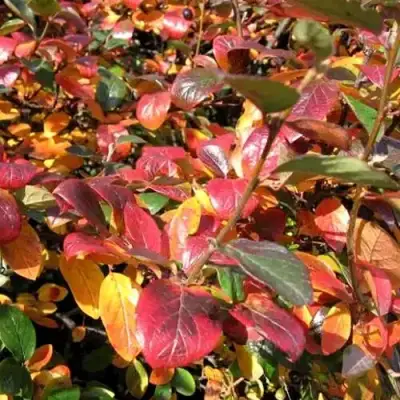 Кизильник блестящий в Фаниполе