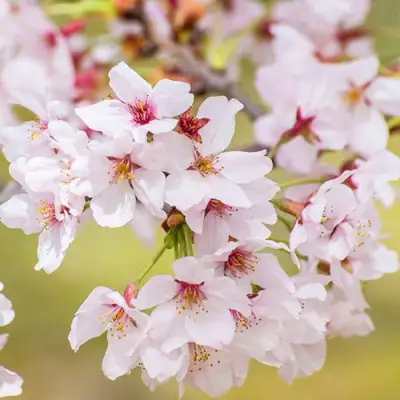 Сакура КОЙО НО МАЙ в Фаниполе