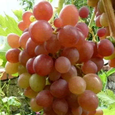 Виноград БЛЕСТЯЩИЙ в Фаниполе