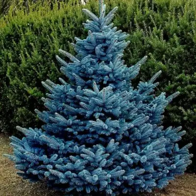 Ель МАДЖЕСТИК БЛЮ колючая в Фаниполе