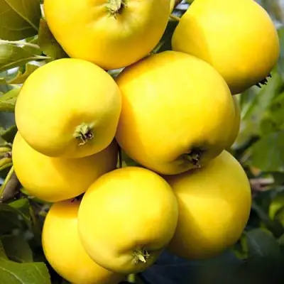 Яблоня УРАЛЬСКОЕ НАЛИВНОЕ в Фаниполе