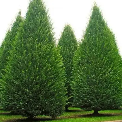 Граб  в Фаниполе