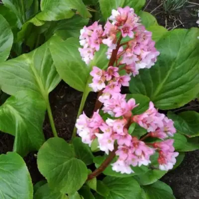 Бадан БЭБИ ДОЛЛ в Фаниполе