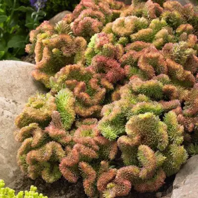 Очиток (седум) КРИСТАТУМ отогнутый в Фаниполе