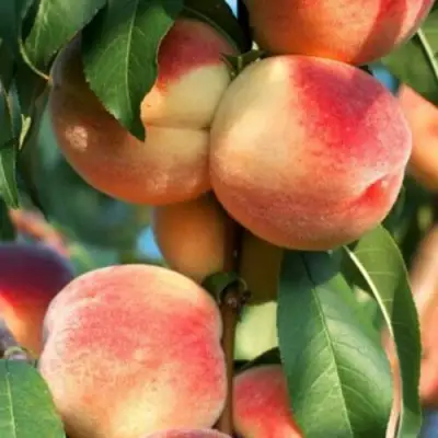 Персик ЛОЙКО 2 в Фаниполе