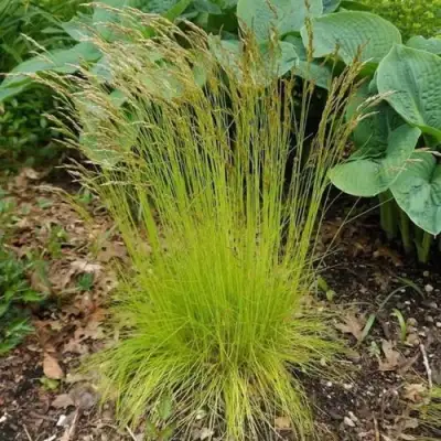 Щучка ТАТРА ГОЛД извилистая в Фаниполе