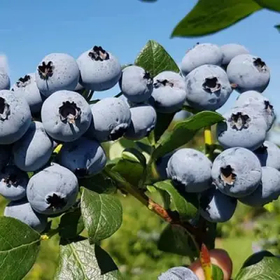 Голубика НЕЛЬСОН в Фаниполе