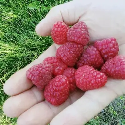 Малина ПОЛЬКА (ПОЛКА) в Фаниполе