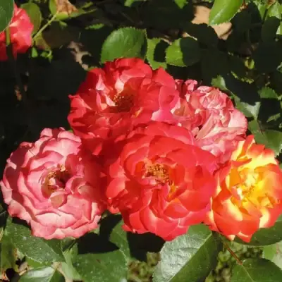 Роза ТАЙФУН спрей в Фаниполе