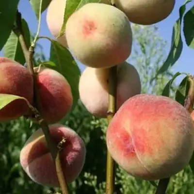 Персик ДОНЕЦКИЙ БЕЛЫЙ в Фаниполе