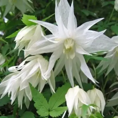 Княжик АЛЬБИНА ПЛЕНА белый махровый в Фаниполе