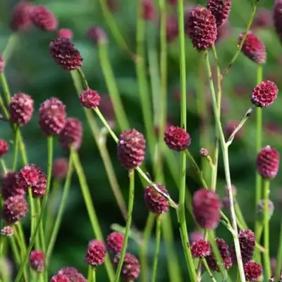 Кровохлебка ЧОКОЛАТ ТИП в Фаниполе