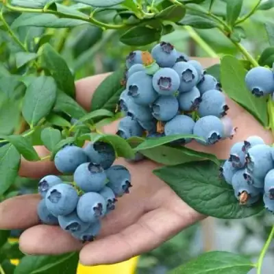 Голубика ТОРО в Фаниполе