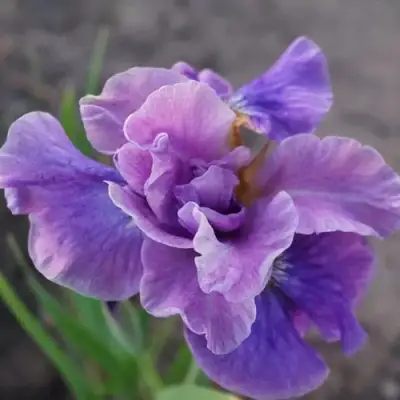 Ирис ХЭВИНГ ФАН сибирский в Фаниполе