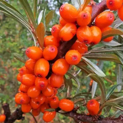 Облепиха ДЖЕМОВАЯ в Фаниполе