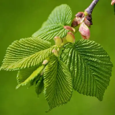 Вяз обыкновенный в Фаниполе