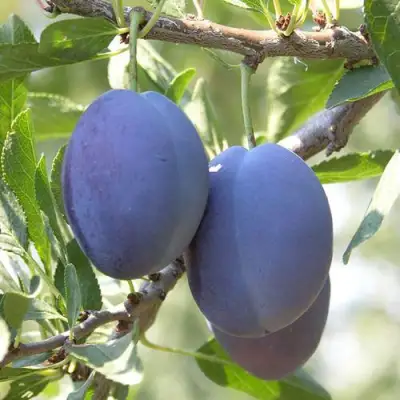 Слива СТЭНЛИ в Фаниполе