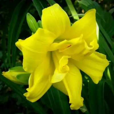 Лилейник ДАБЛ РИВЕР ВАЙ гибридный в Фаниполе