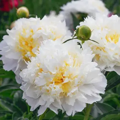 Пион ЧЕДДЕР ЧИЗ травянистый в Фаниполе