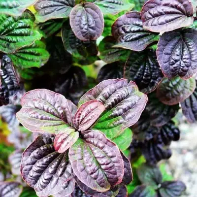 Дерен КОМПРЕССА кроваво-красный в Фаниполе