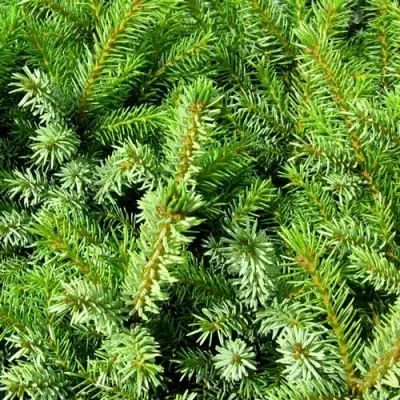 Ель НАНА сербская в Фаниполе