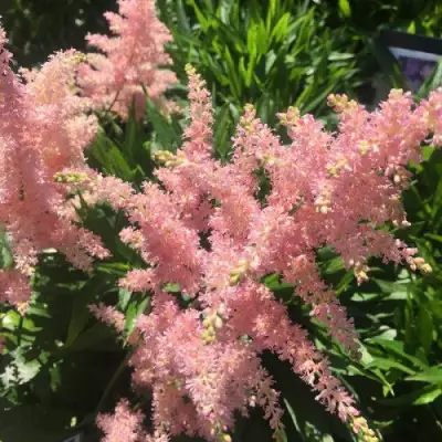 Астильба БРЕССИНГЕМ БЬЮТИ Арендса в Фаниполе