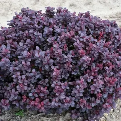 Барбарис КОНКОРД тунберга в Фаниполе