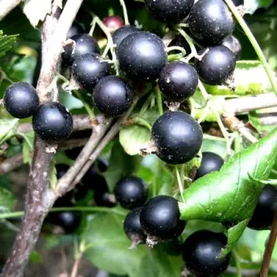 Смородина чёрная НЕСТЕР КОЗИН в Фаниполе