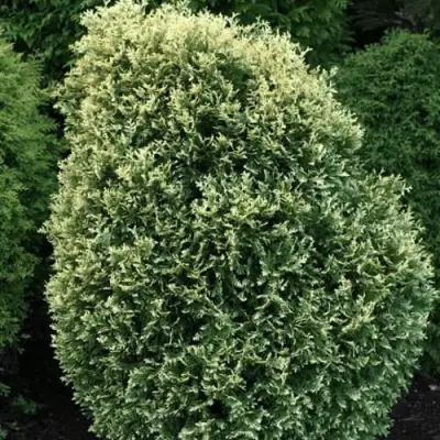 Туя ЛИТОМИШИЛ западная в Фаниполе