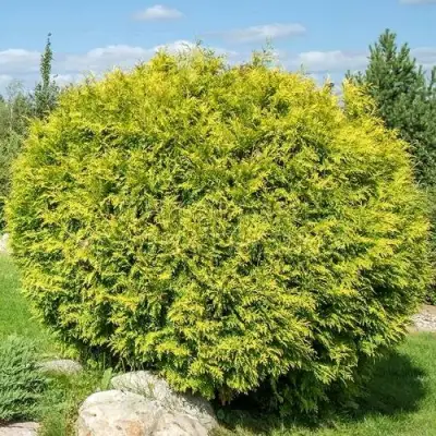 Туя ГОЛДЕН ГЛОБ западная в Фаниполе