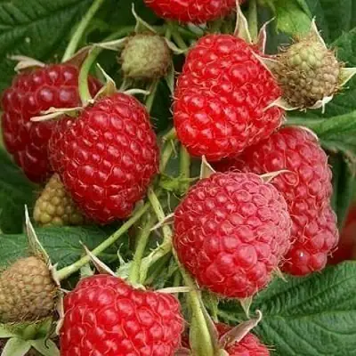 Малина ГЛЕН АМПЛ в Фаниполе