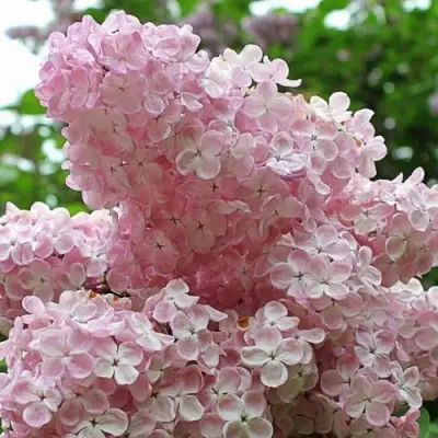 Сирень ВЕЧЕРНИЙ ЗВОН в Фаниполе