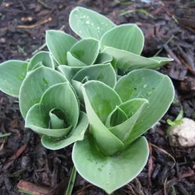 Хоста МОНСТЕР ИРЗ гибридная в Фаниполе