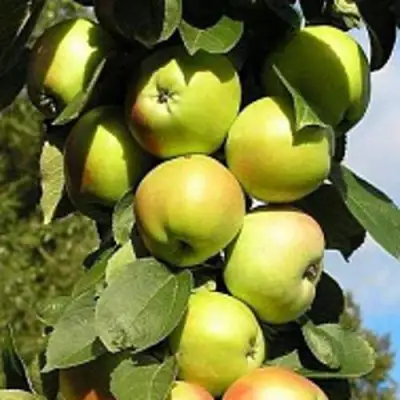 Яблоня ПРЕЗИДЕНТ колонновидная в Фаниполе