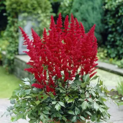 Астильба СПАРТАН Арендса в Фаниполе