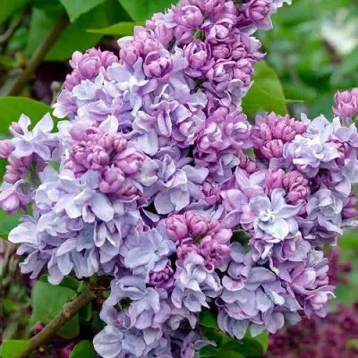 Сирень КАТЕРИНА ХАВЕМЕЙЕР в Фаниполе